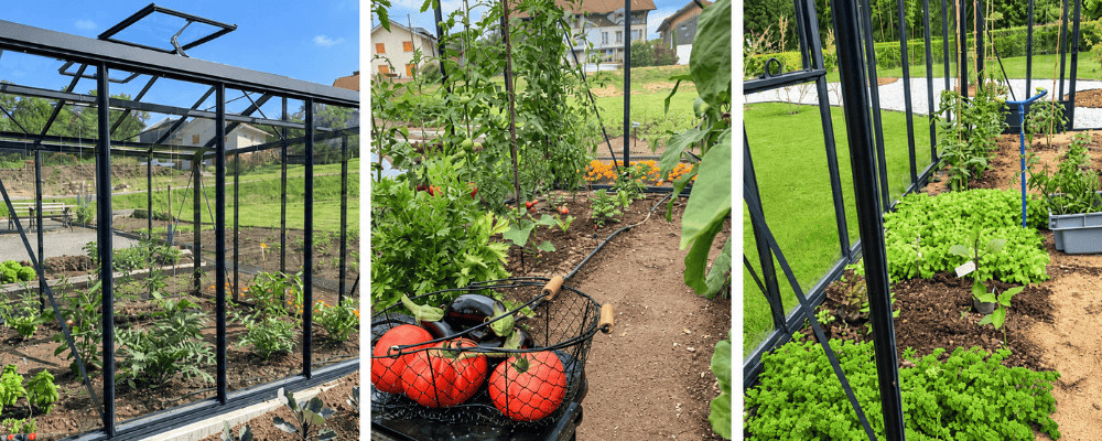 Plantations dans des serres Supra LAMS : tomates sur tuteurs, légumes bas et panier de récolte.